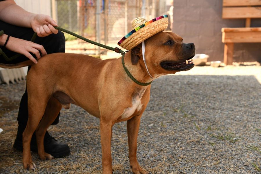 Taco, a male boxer-mix, was taken in by the adoption center on Cinco De Mayo. Families are encouraged to come visit with their children and other dogs before adopting.