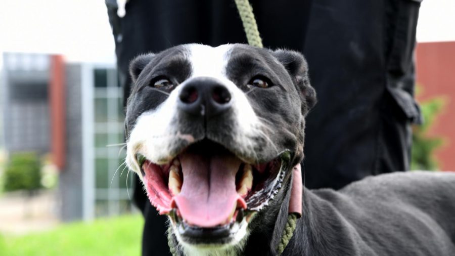 Dogs from the Muskingum County Dog Warden and Adoption Center will be available for adoption at PetValu Saturday.