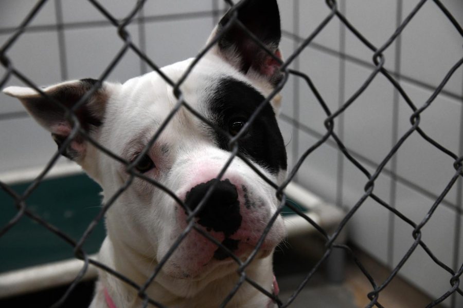 Furry friends ran into new homes during Clear the Shelter Saturday