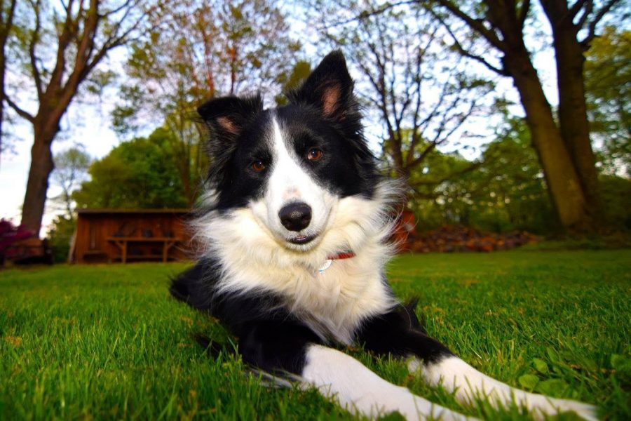 Dogs and their handlers travel from across the country to compete in the Fieldhouses Midwest Regional Dog Shows.