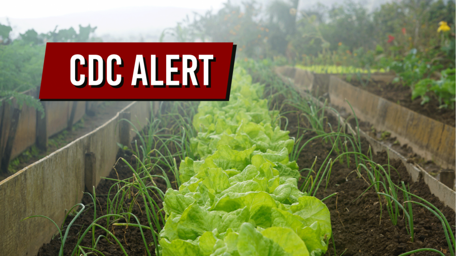 CDC+advises+Americans+to+avoid+consuming+romaine+lettuce