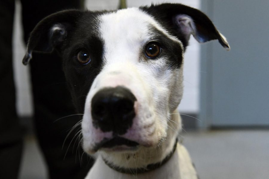 Oreo was picked up by the Muskingum County Dog Warden and Adoption Center back in October.