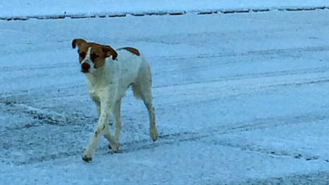 Humane Society wants to know who dumped dog on Chandlersville Road