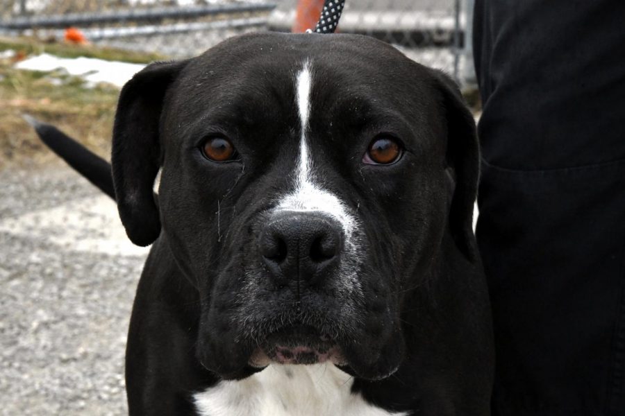 Letty is a 3-year-old Boxer-mix. She was picked up by the Dog Warden as a stray.