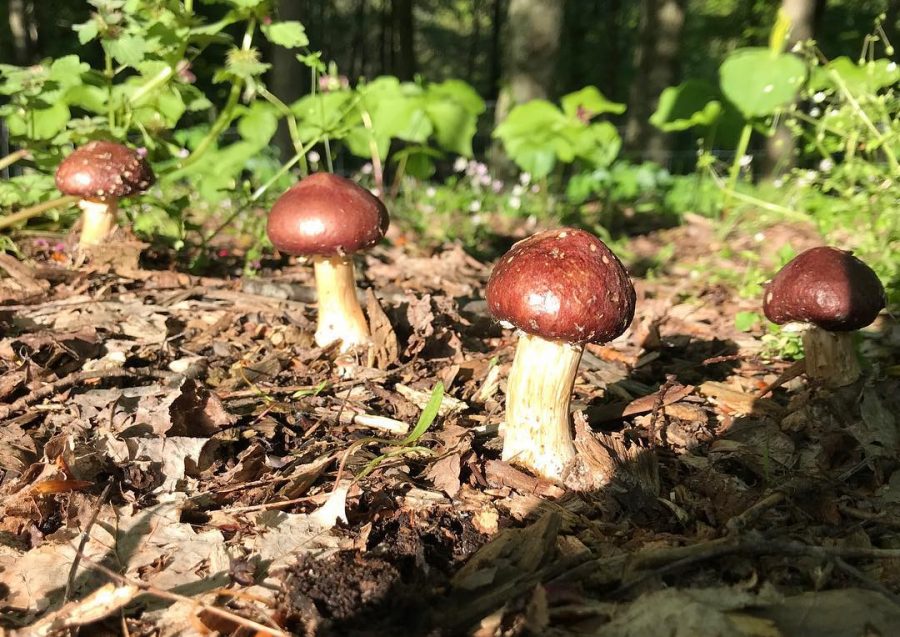 Red wine cap mushrooms from Mayapple Farms | Photo submitted by Rick and Jan Felumlee