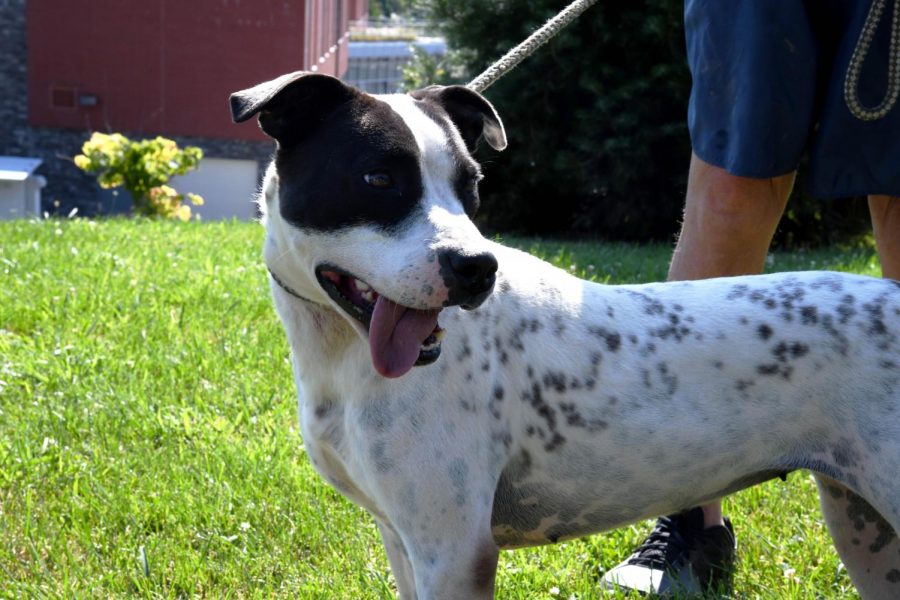 Gina is available for adoption at the Muskingum County Dog Warden and Adoption Center.