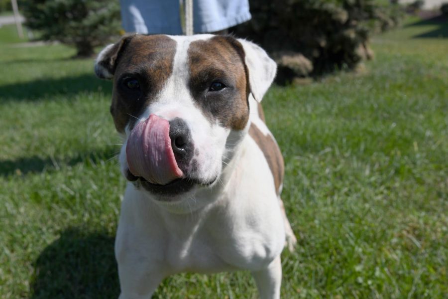 Bella+is+three+to+four-year-old+American+Bulldog-Boxer+mix.