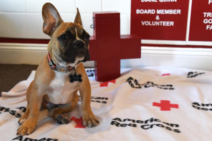 Thor is a 12 week-old French Bulldog. He began his work as the Southeast Ohio Red Cross office dog on Tuesday.