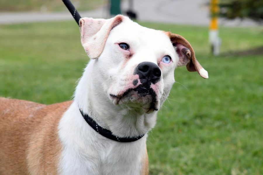 Ashley is an adult boxer-mix with one brown eye and one ice blue eye.