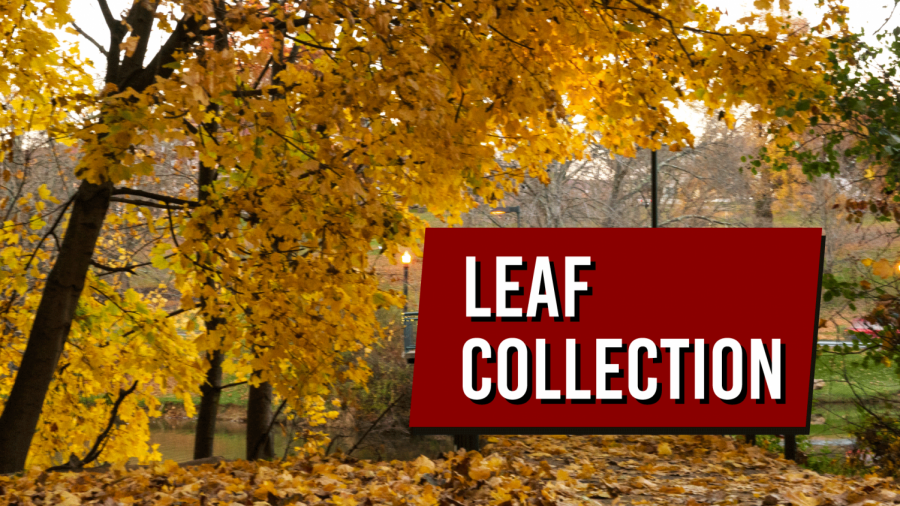 City sets leaf collection dates