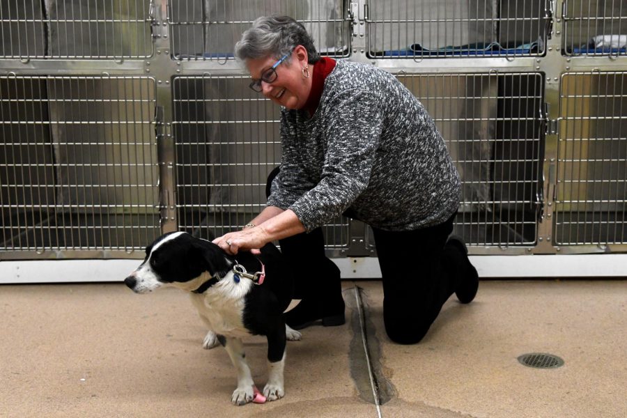 Animal Shelter Society Executive Director Deb Bergeron playing with Milo, a one-year old retriever-lab mix. He is available for adoption at the shelter.