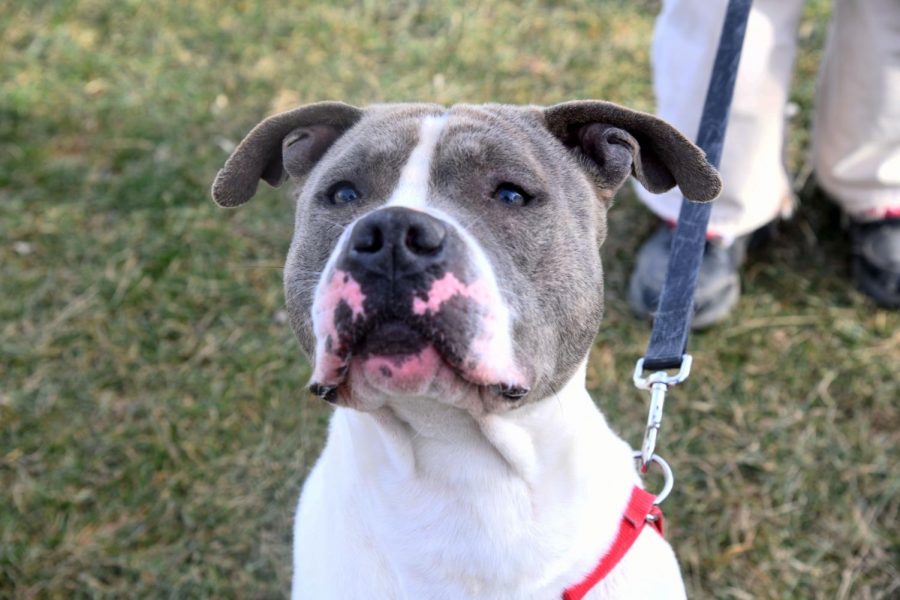 Furry Friend Friday: Leonard is looking to learn about a new family